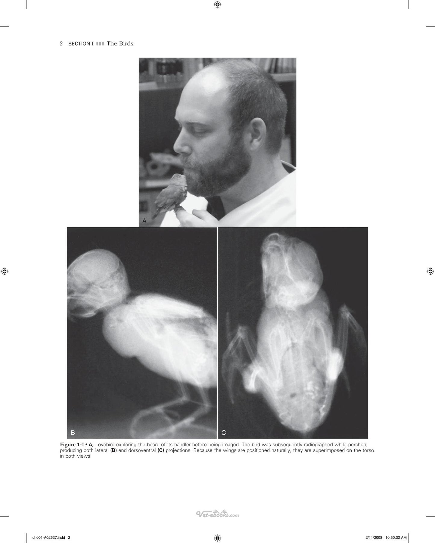 Veterinary Diagnostic Imaging Birds Exotic Pets And Wildlife