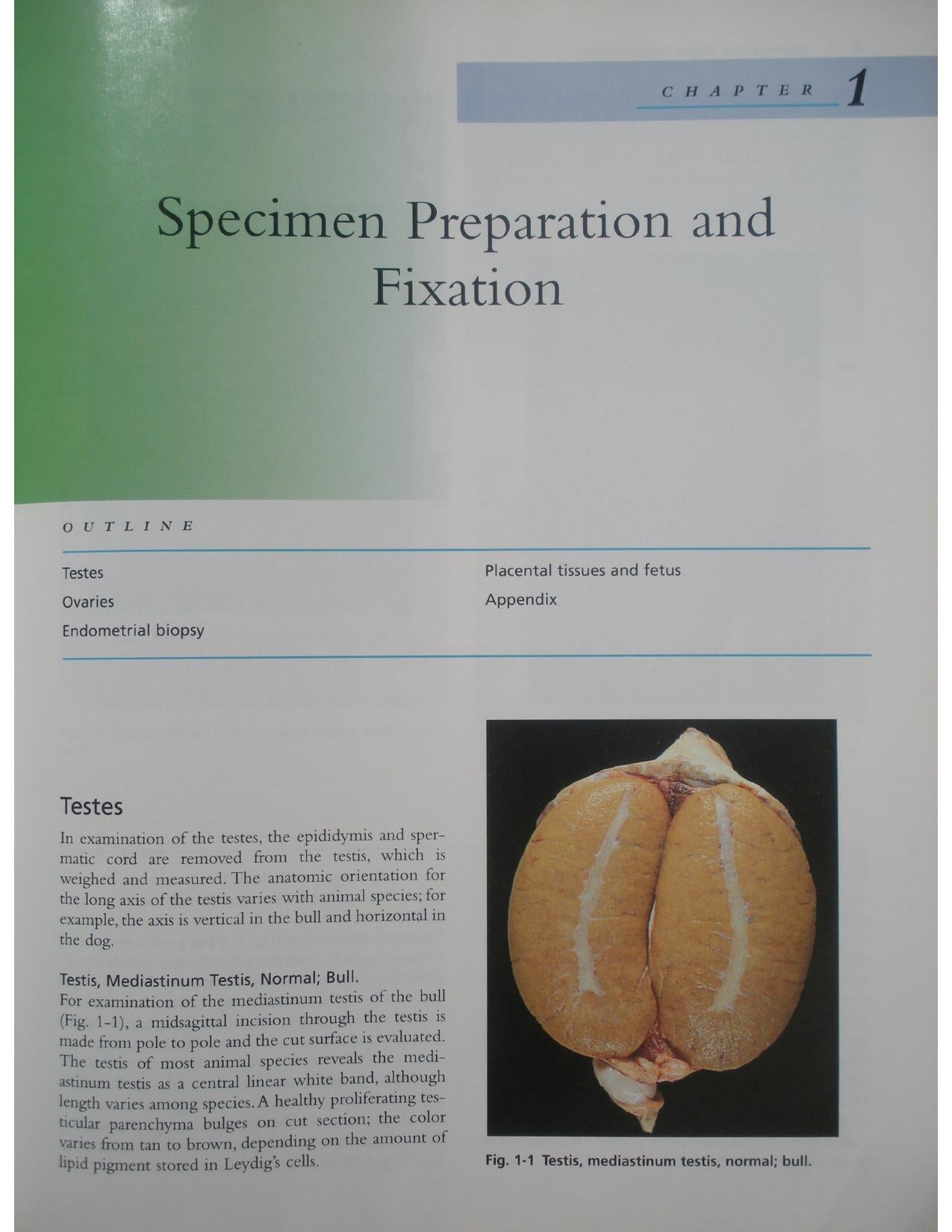 Color Atlas Of Reproductive Pathology Of Domestic Animals