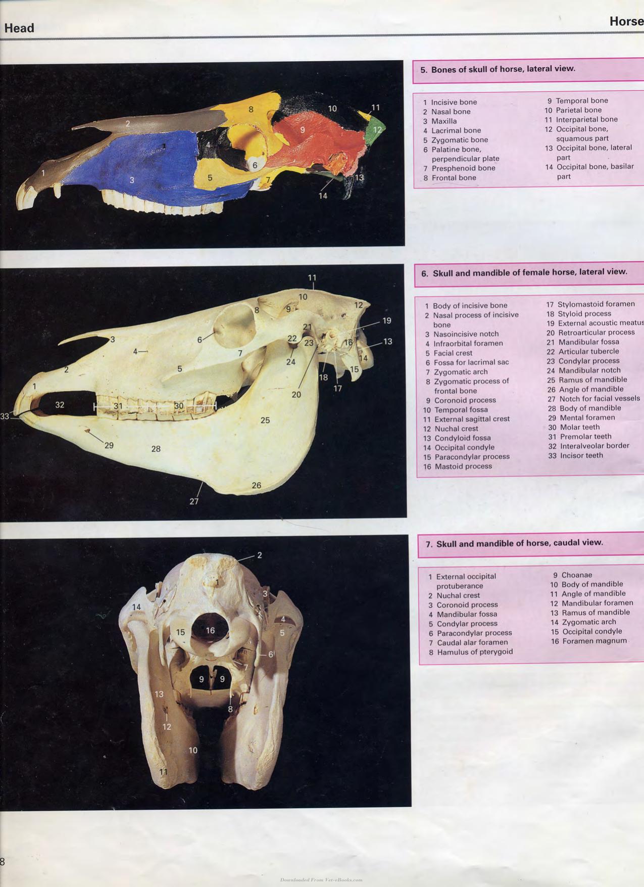 Color Atlas Of Large Animal Applied Anatomy 1St Edition