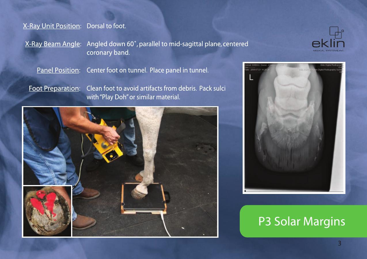 Equine Radiographic Positioning Guide