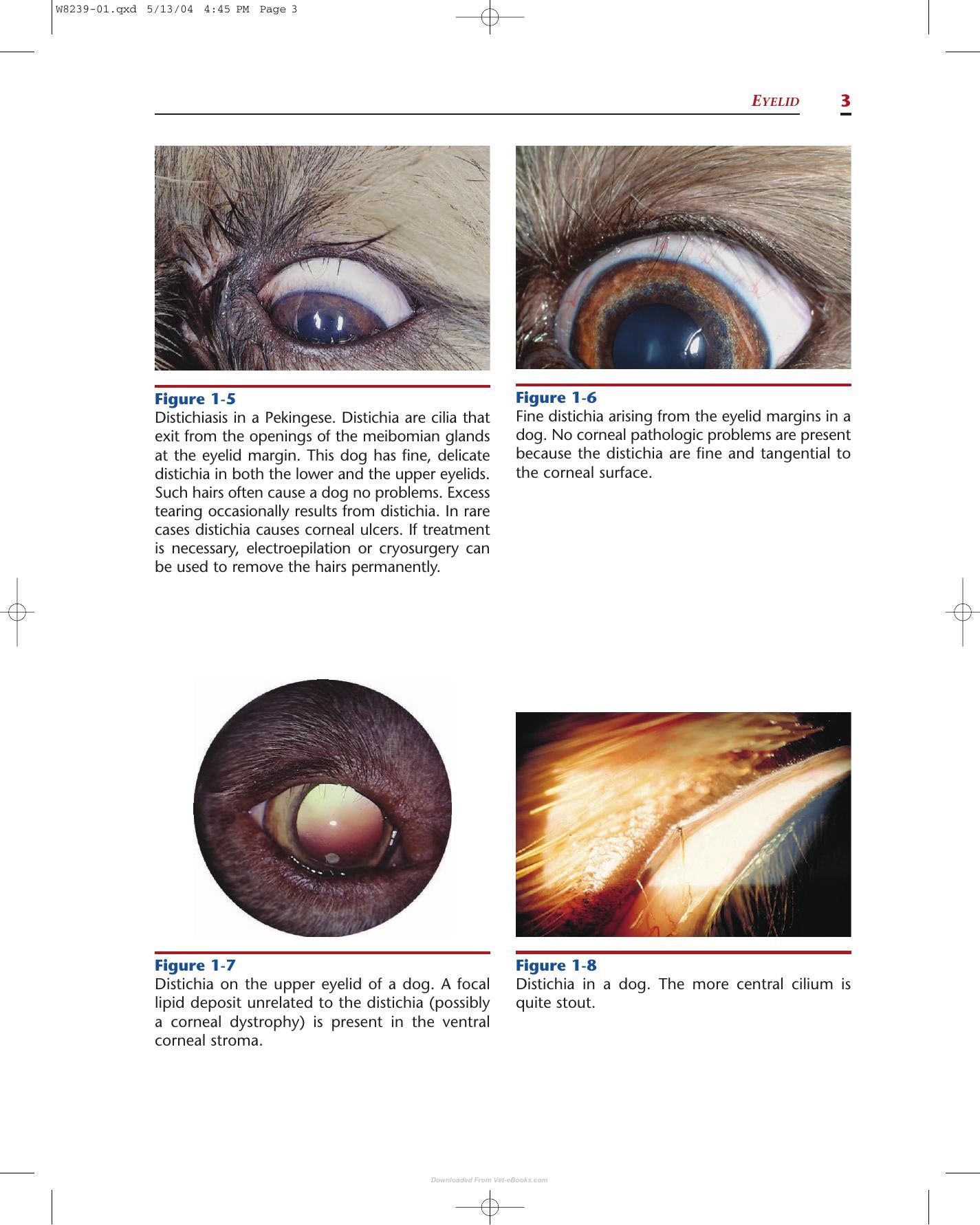 Color Atlas Of Canine And Feline Ophthalmology