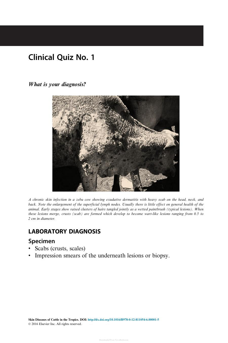 Skin Diseases Of Cattle In The Tropics A Guide To Diagnosis And Treatment