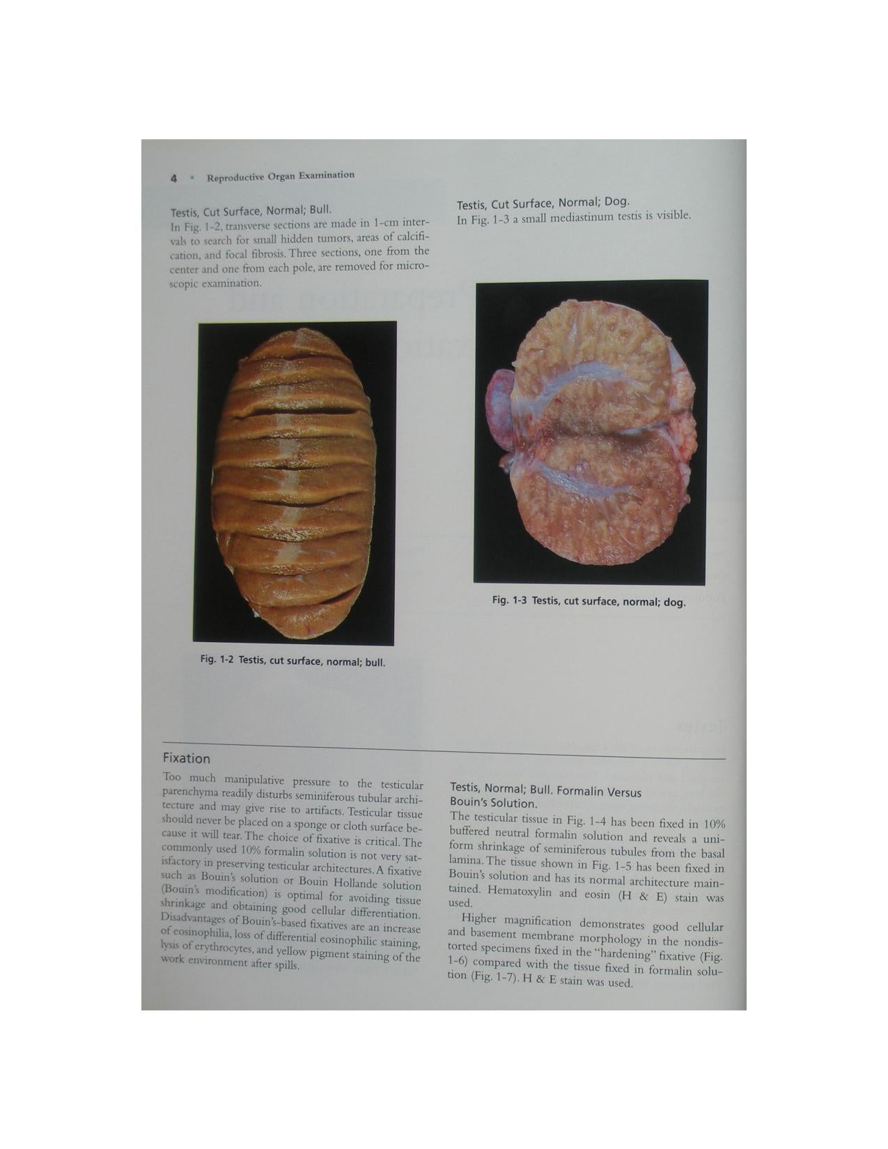 Color Atlas Of Reproductive Pathology Of Domestic Animals