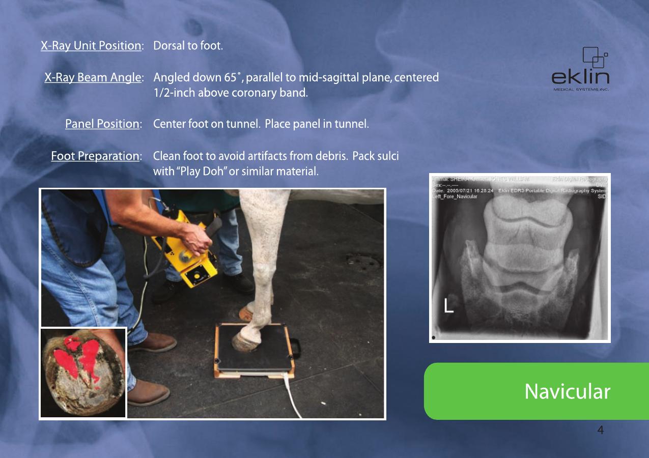Equine Radiographic Positioning Guide