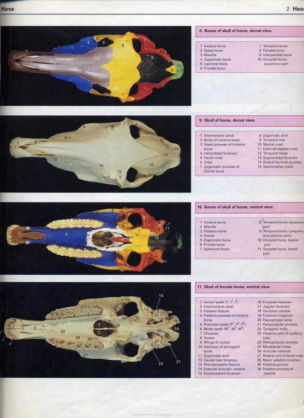 Color Atlas Of Large Animal Applied Anatomy 1St Edition
