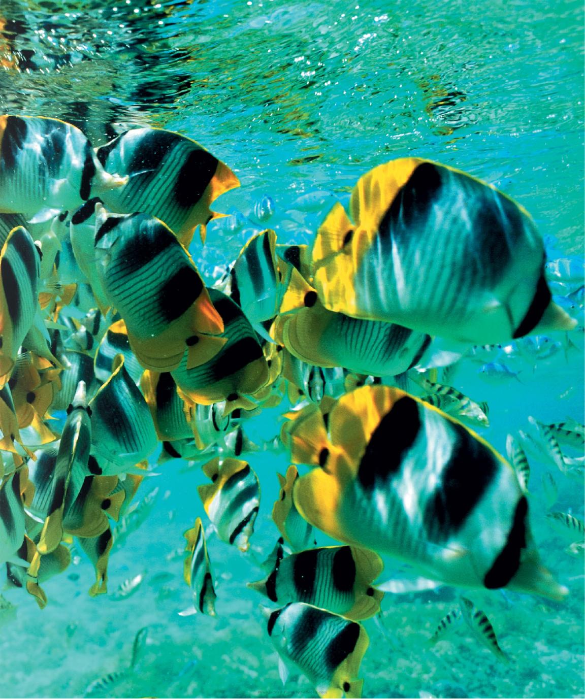 Encyclopedia Of Aquarium And Pond Fish