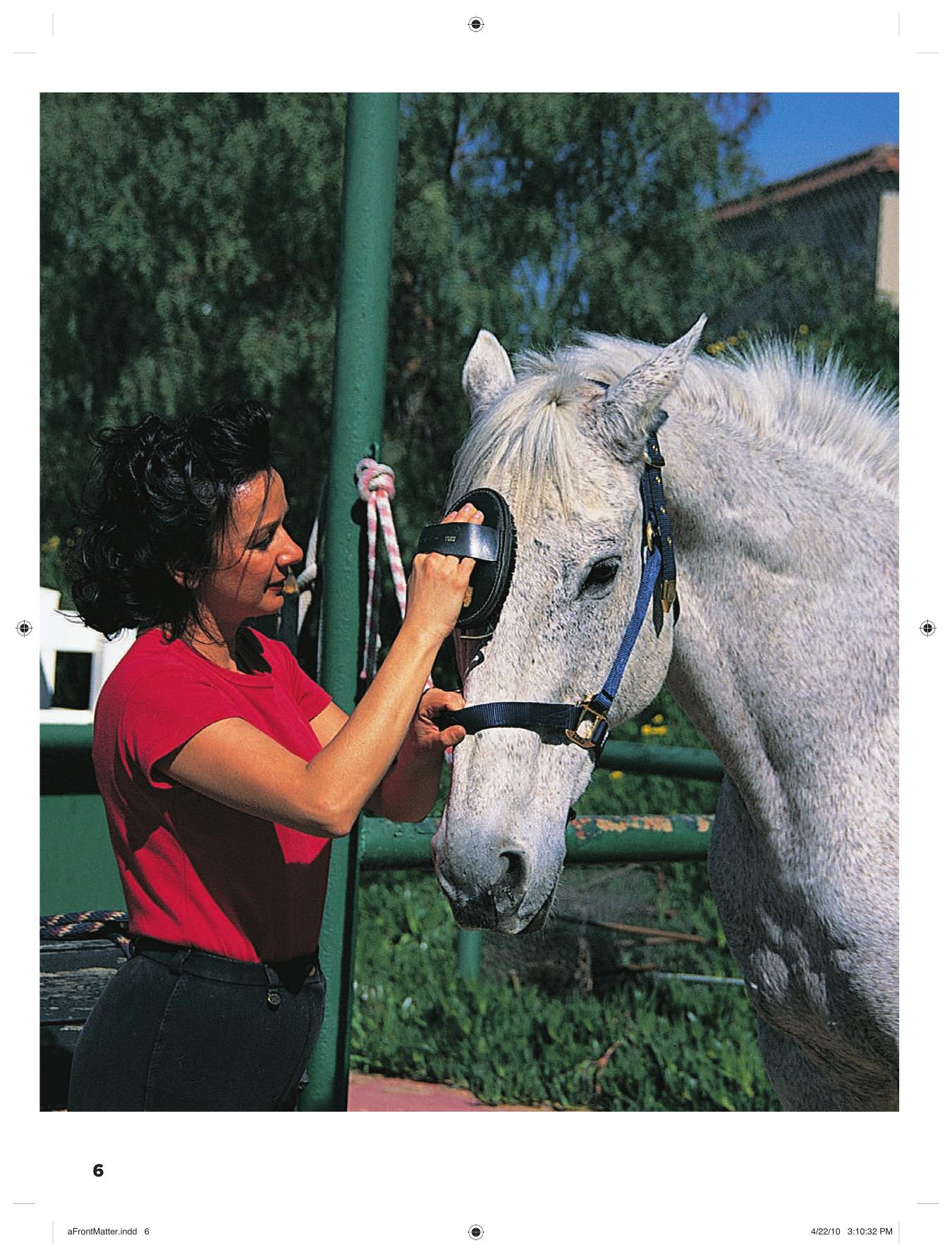 Caring For Your Horse