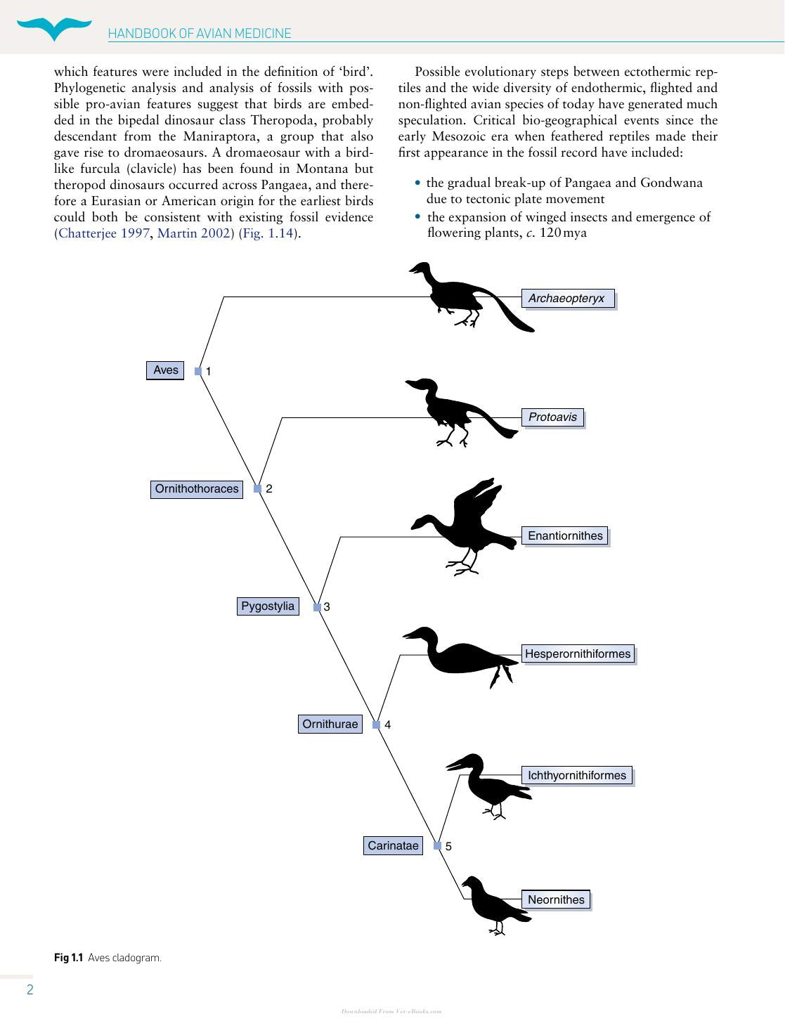 Handbook Of Avian Medicine 2nd Edition