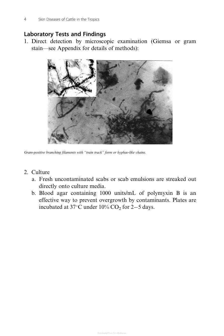 Skin Diseases Of Cattle In The Tropics A Guide To Diagnosis And Treatment