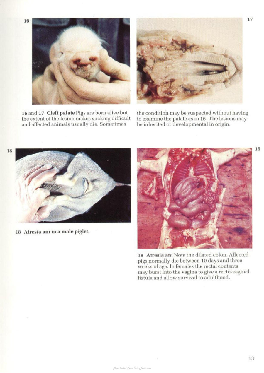 Preview page of A Colour Atlas of Diseases and Disorders of the Pig