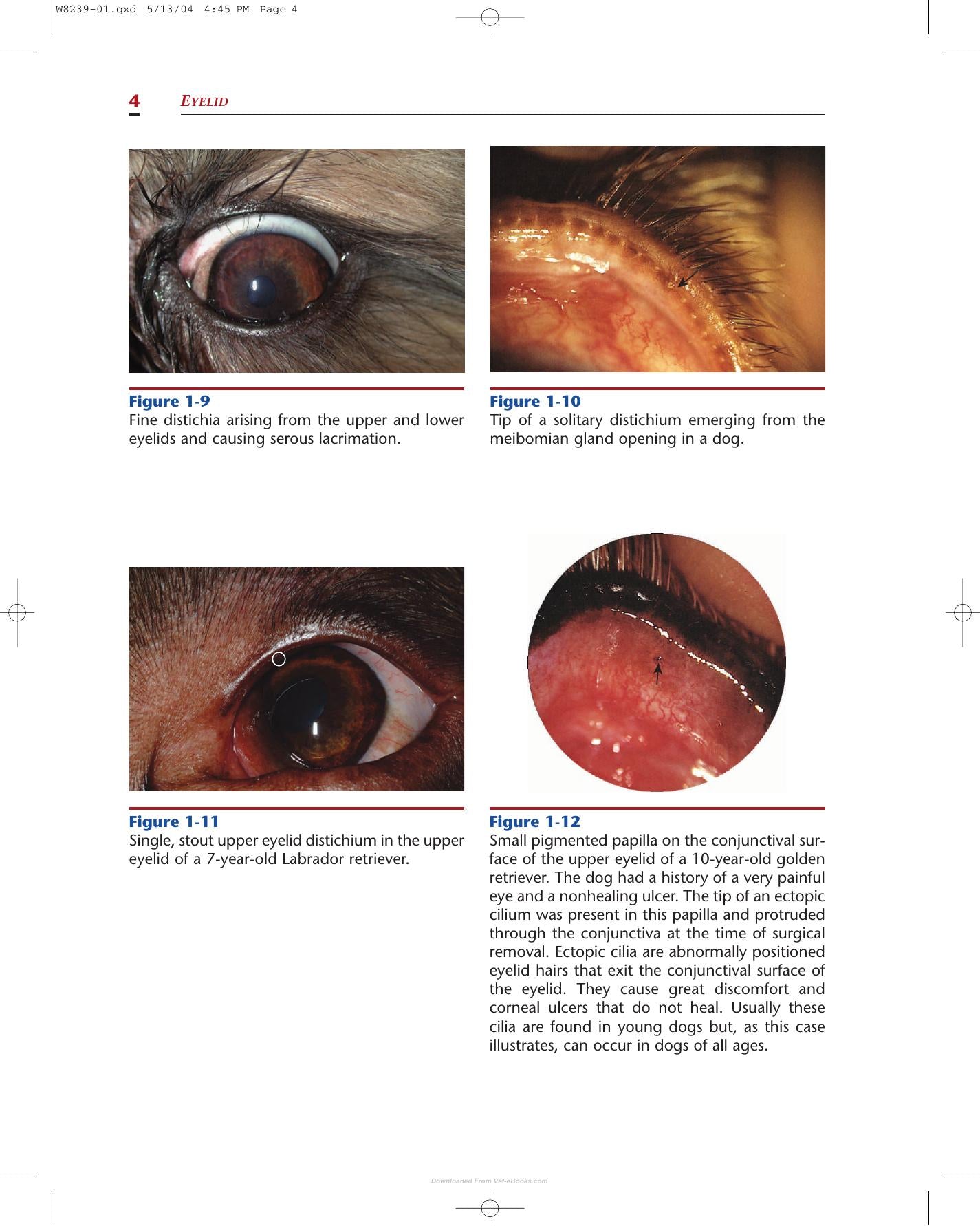Color Atlas Of Canine And Feline Ophthalmology