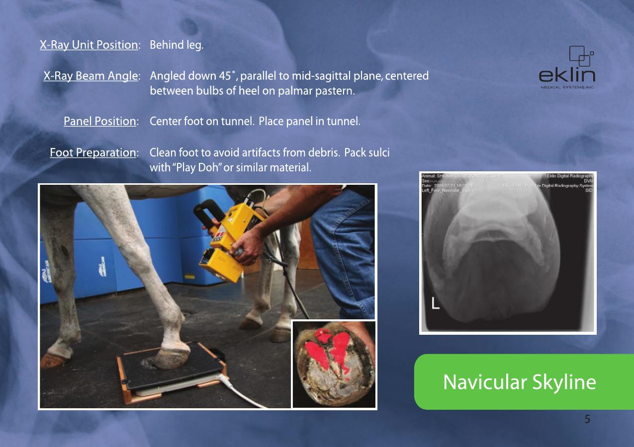 Equine Radiographic Positioning Guide
