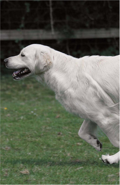 Physical Therapy and Massage for the Dog