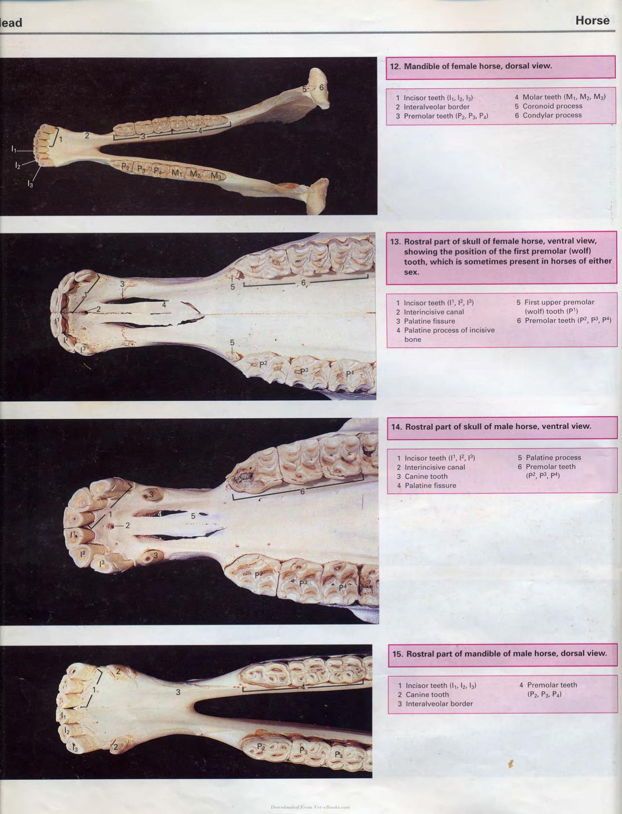Color Atlas Of Large Animal Applied Anatomy 1St Edition