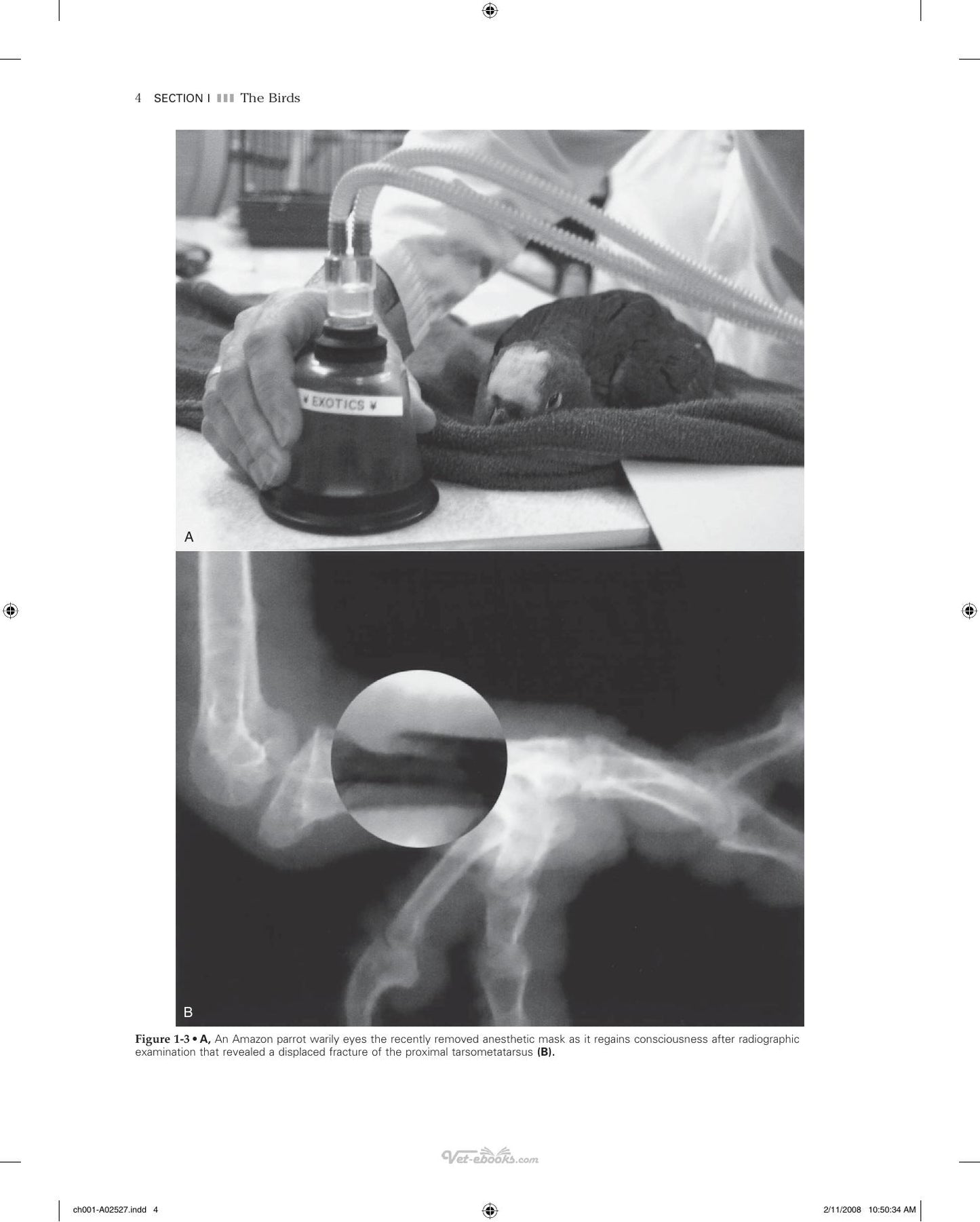 Veterinary Diagnostic Imaging Birds Exotic Pets And Wildlife
