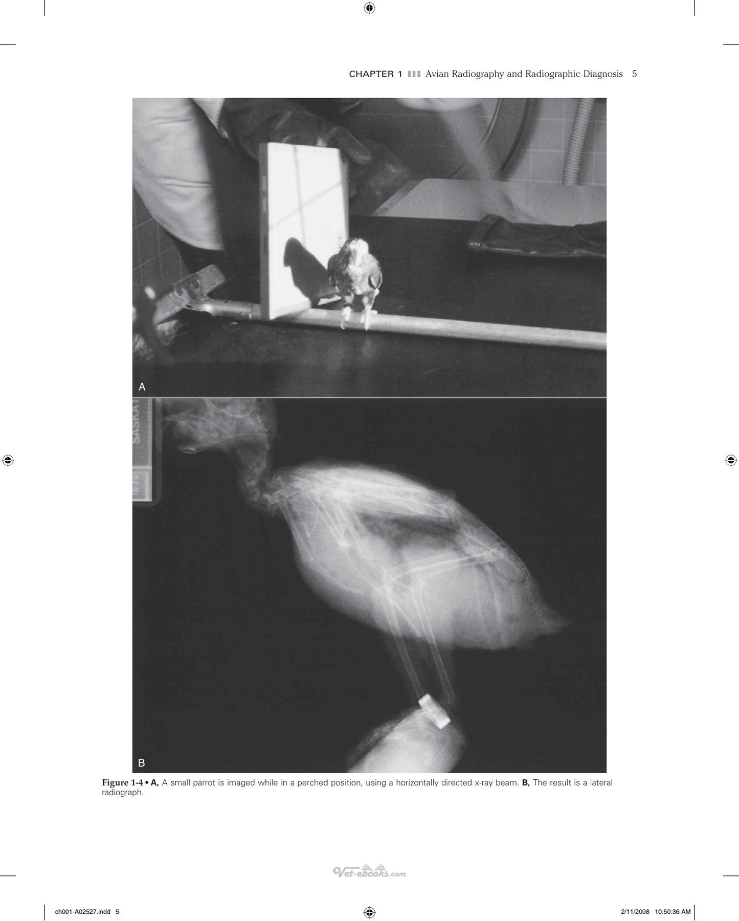 Veterinary Diagnostic Imaging Birds Exotic Pets And Wildlife