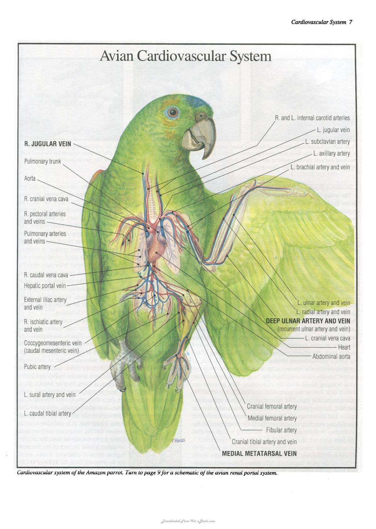 Practical Avian Medicine