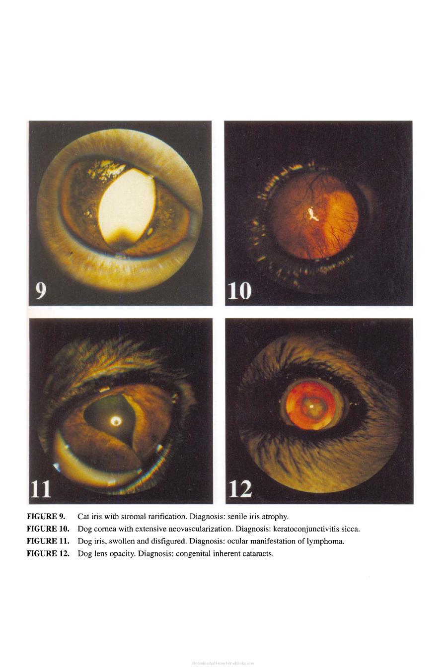 Small Animal Ophthalmology Secrets