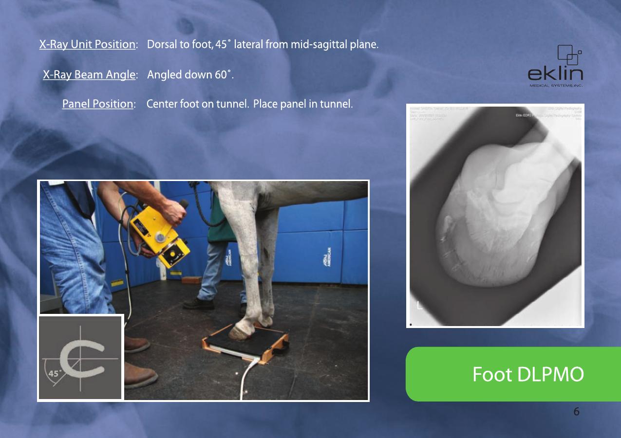 Equine Radiographic Positioning Guide