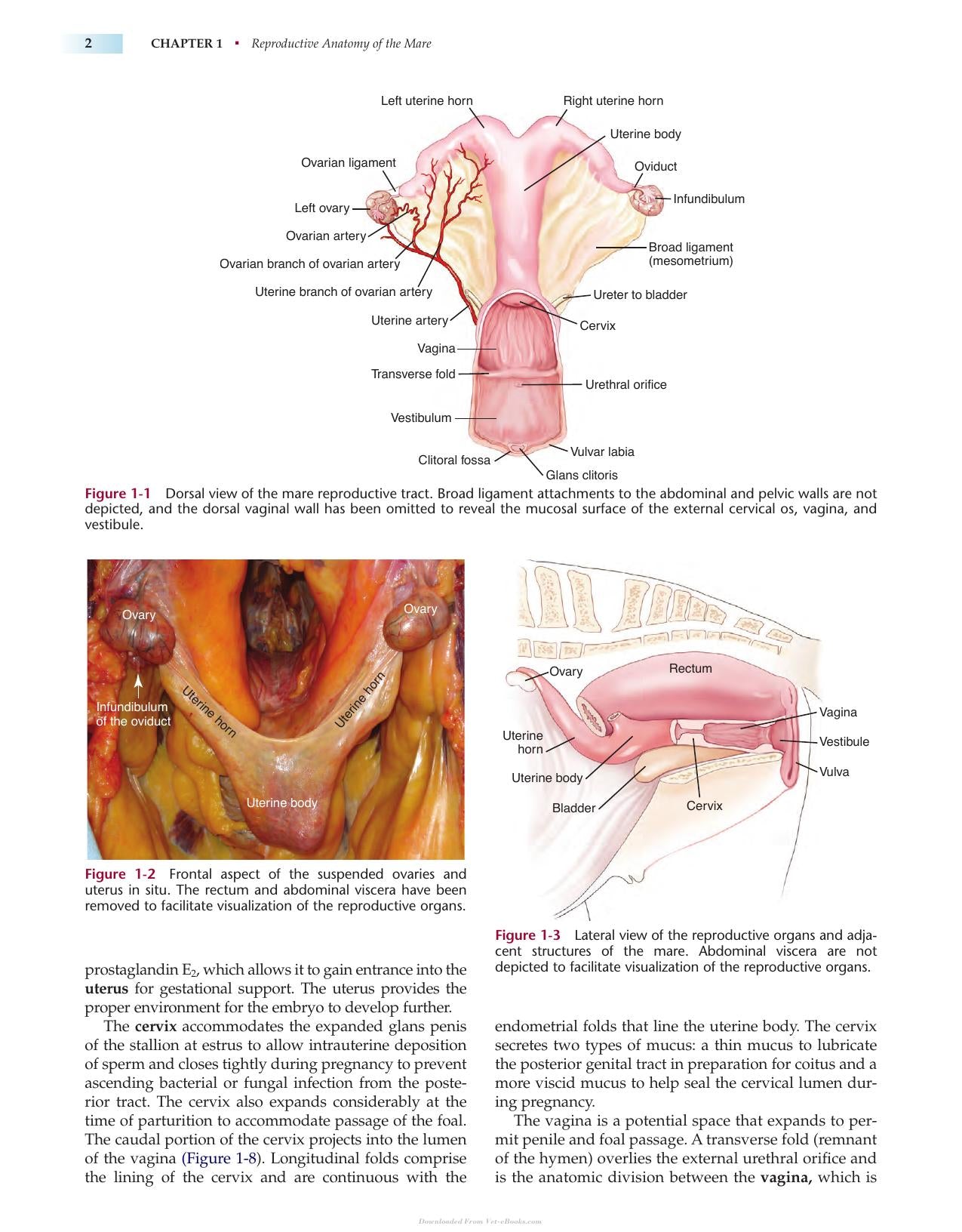 Manual Of Equine Reproduction 3Rd Edition