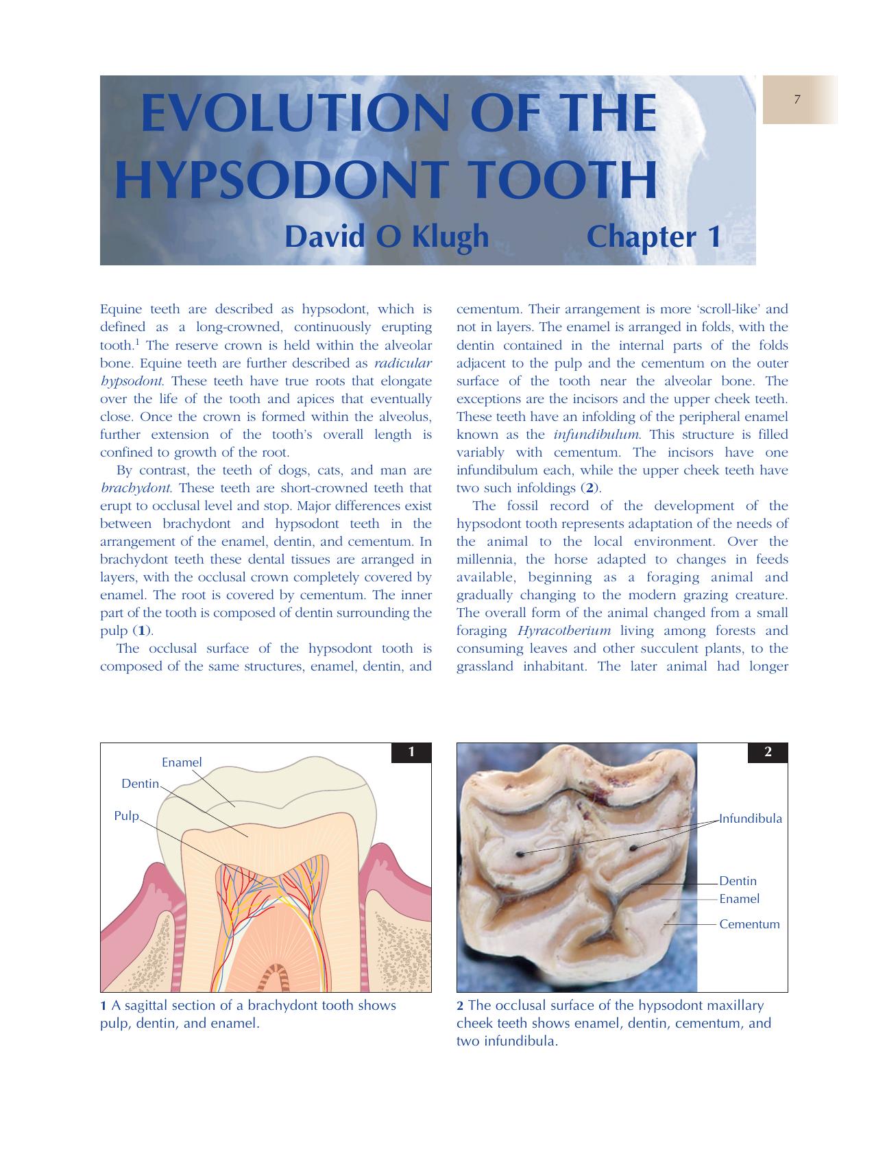 Principles Of Equine Dentistry