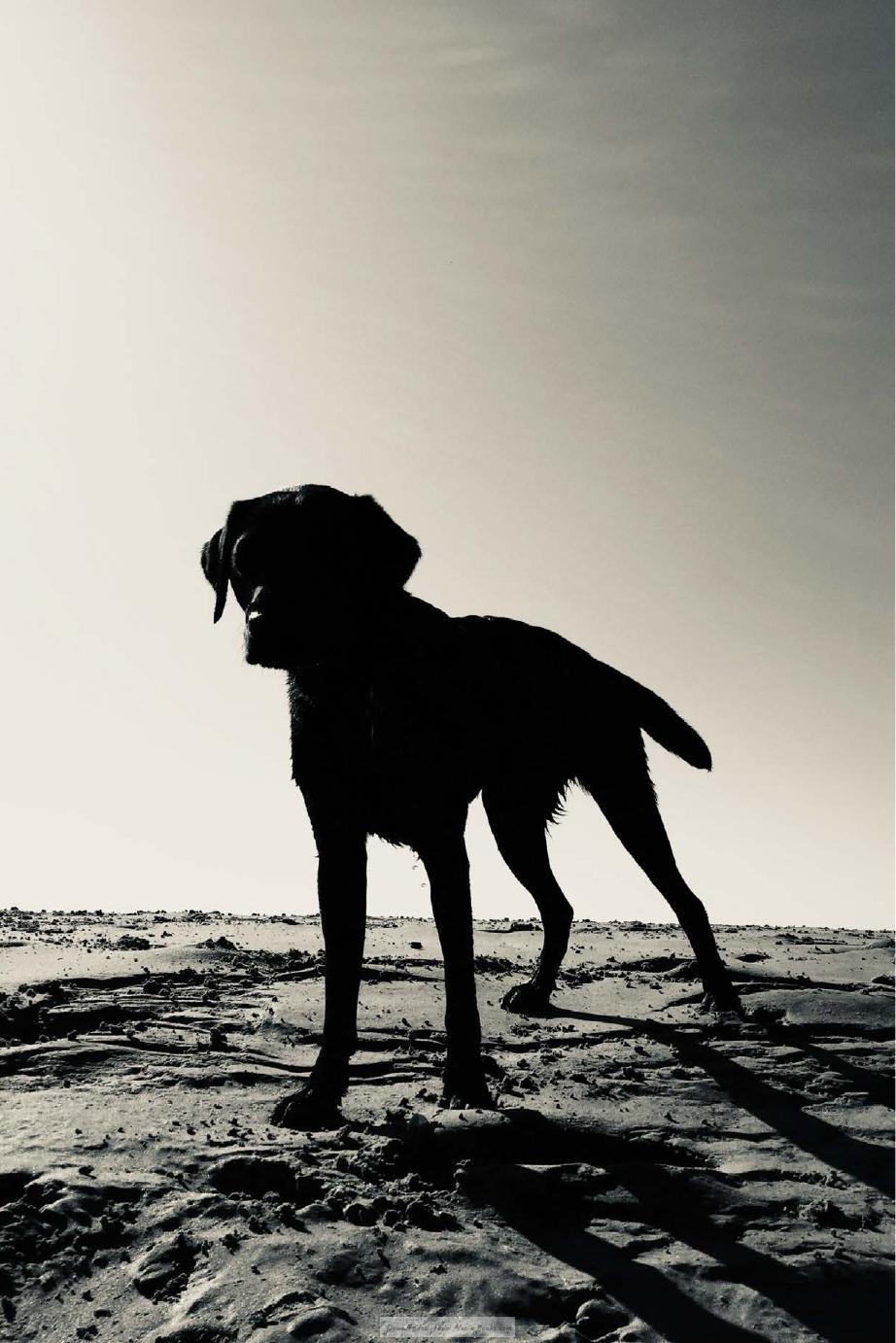 Emotional Well Being For Animal Welfare Professionals