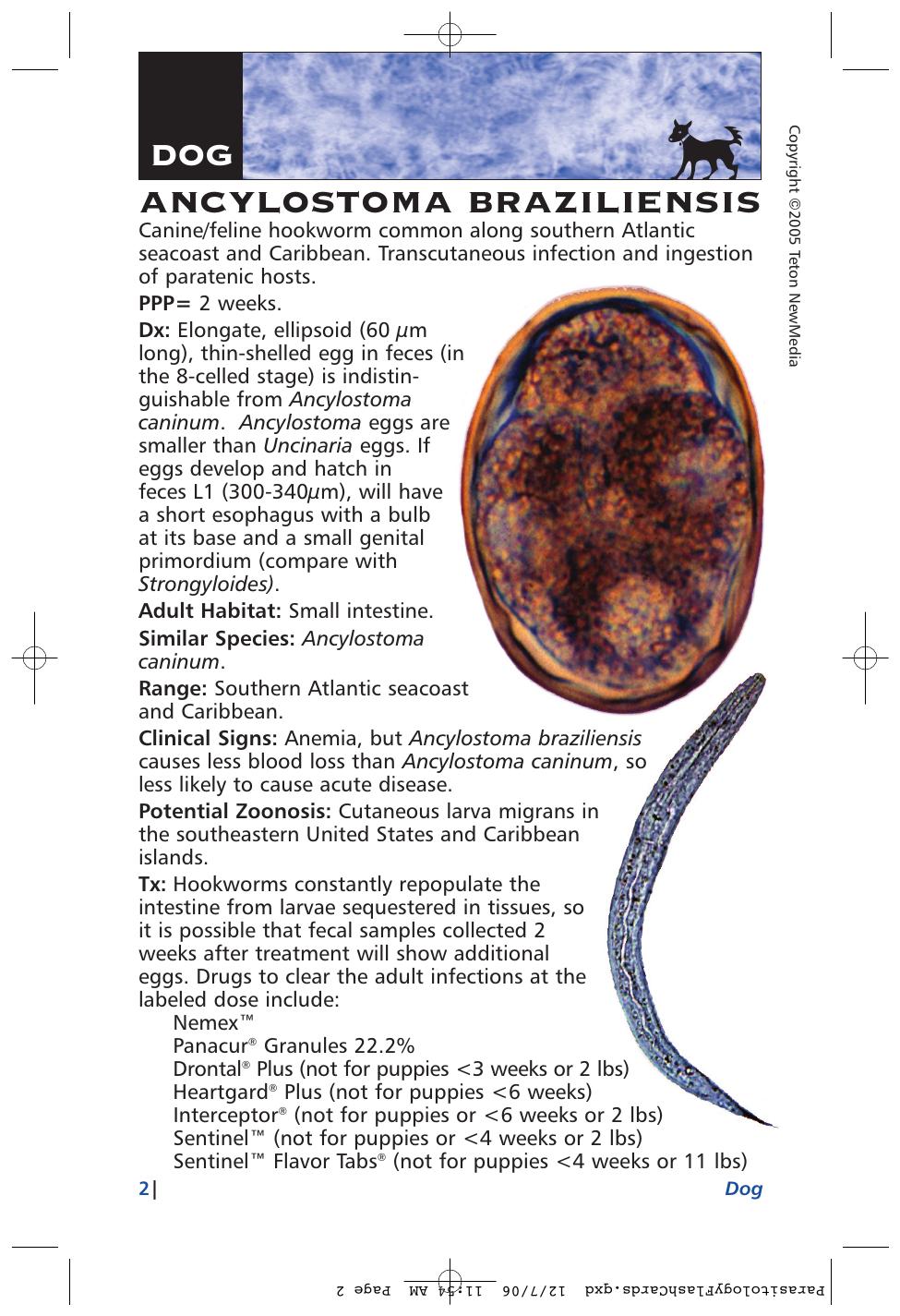 Parasitology Diagnosis And Treatment Of Common Parasitisms In Dogs And Cats
