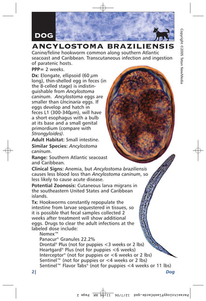 Parasitology Diagnosis and Treatment of Common Parasitisms in Dogs and Cats