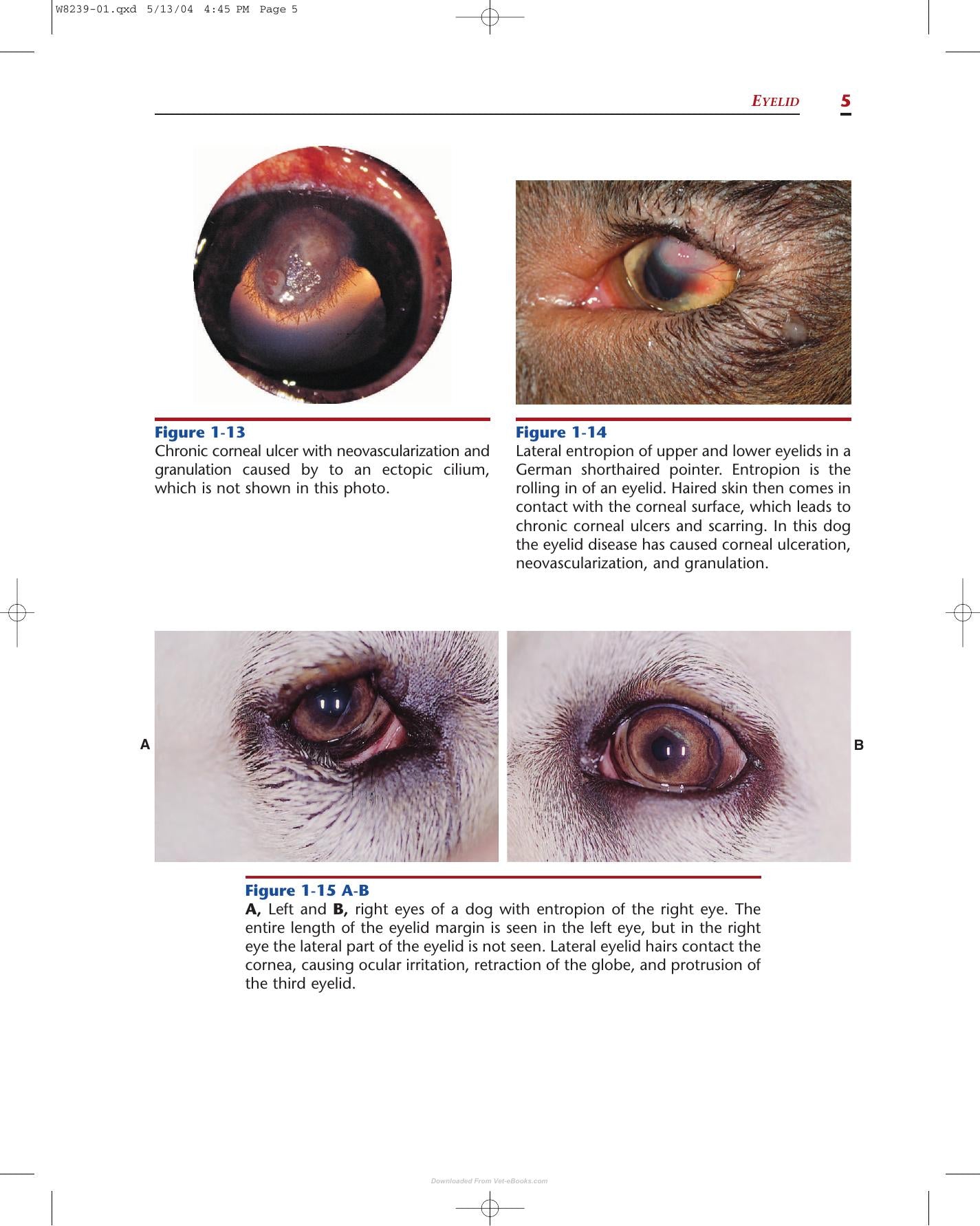 Color Atlas Of Canine And Feline Ophthalmology