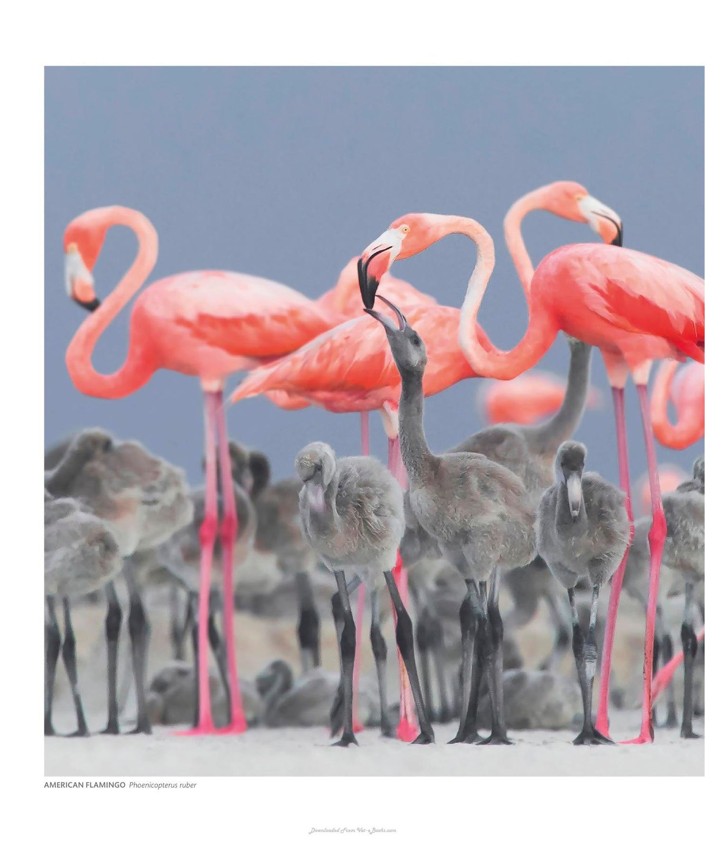 The Science Of Animals Inside Their Secret World