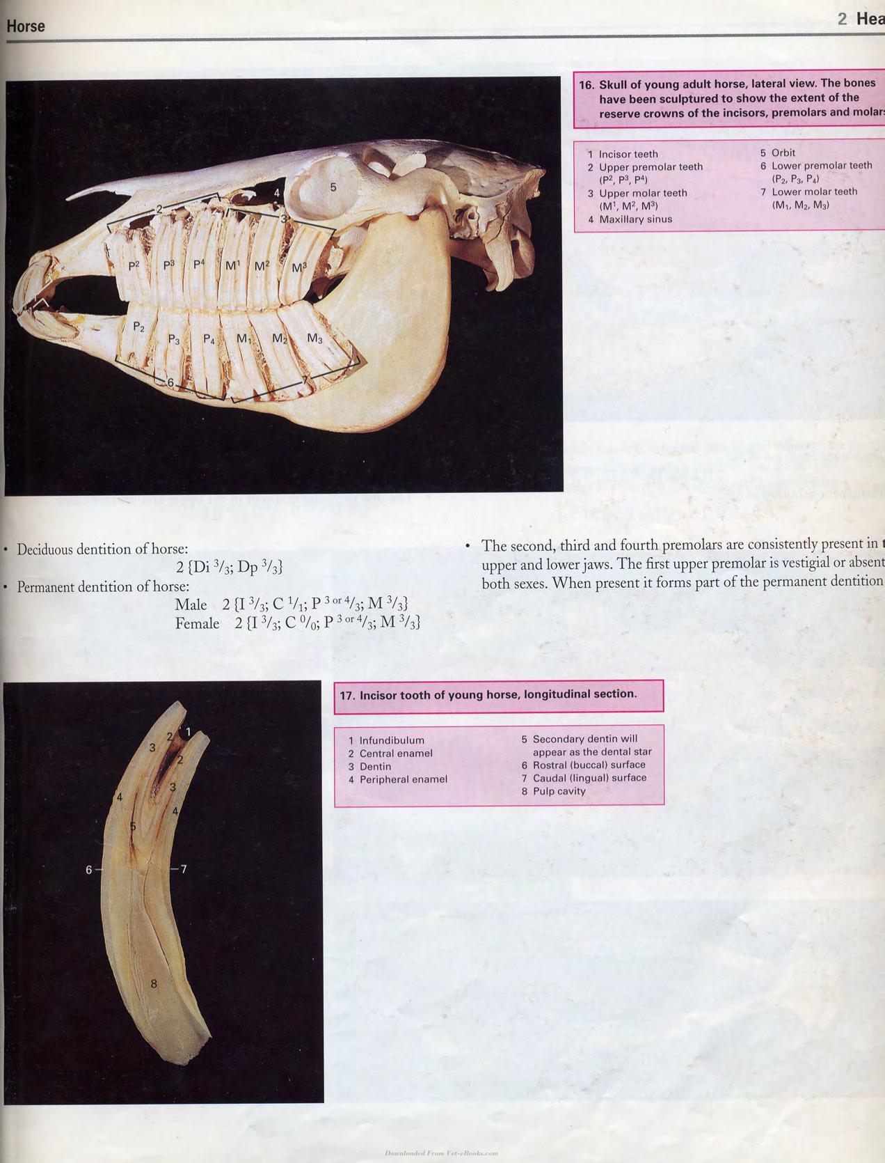 Color Atlas Of Large Animal Applied Anatomy 1St Edition