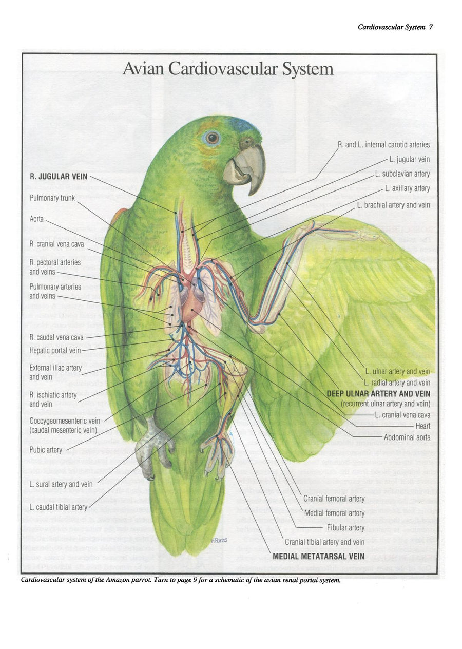 Preview page of Practical Avian Medicine: The Compendium Collection