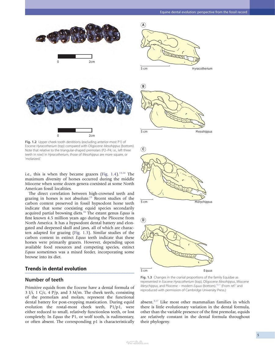 Preview page of Equine Dentistry 3rd Edition