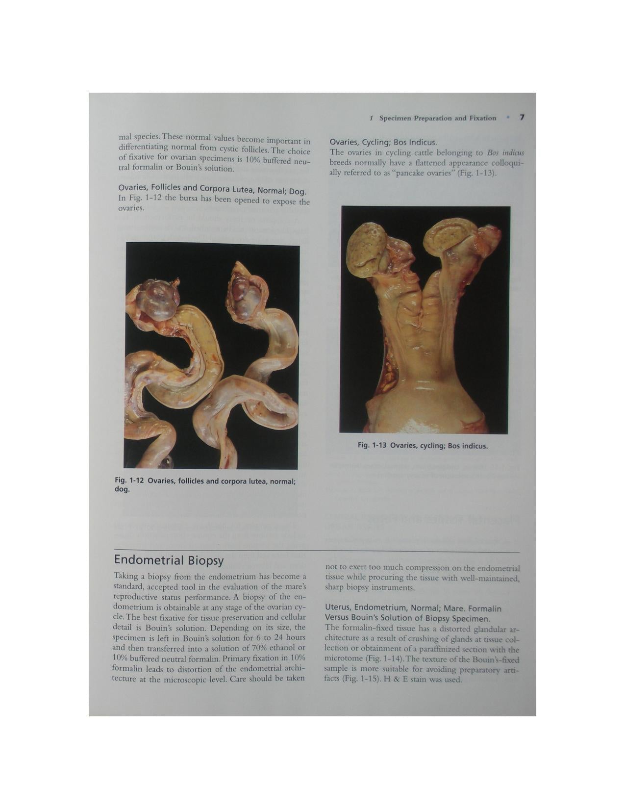 Color Atlas Of Reproductive Pathology Of Domestic Animals