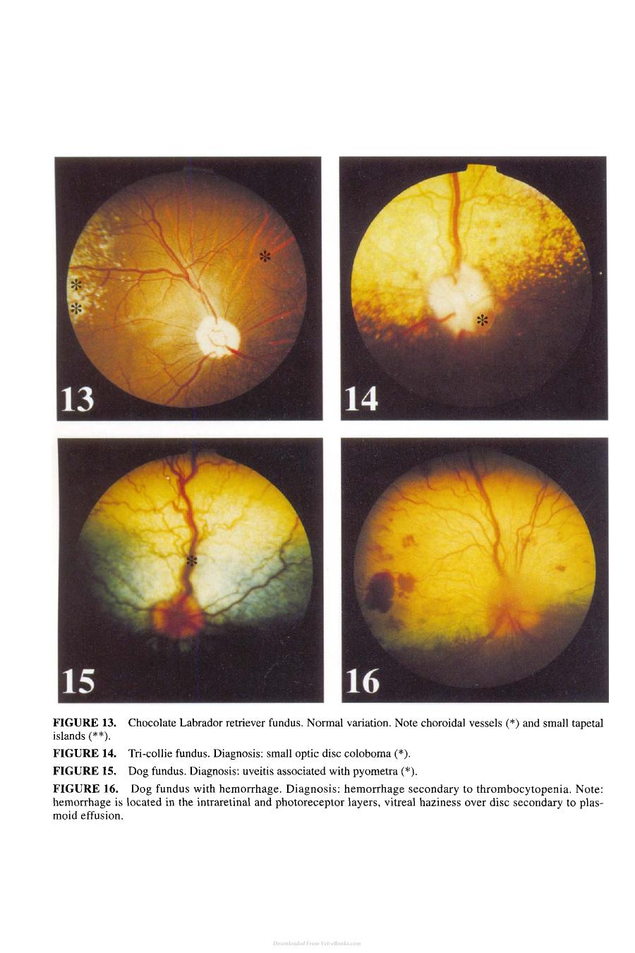 Small Animal Ophthalmology Secrets