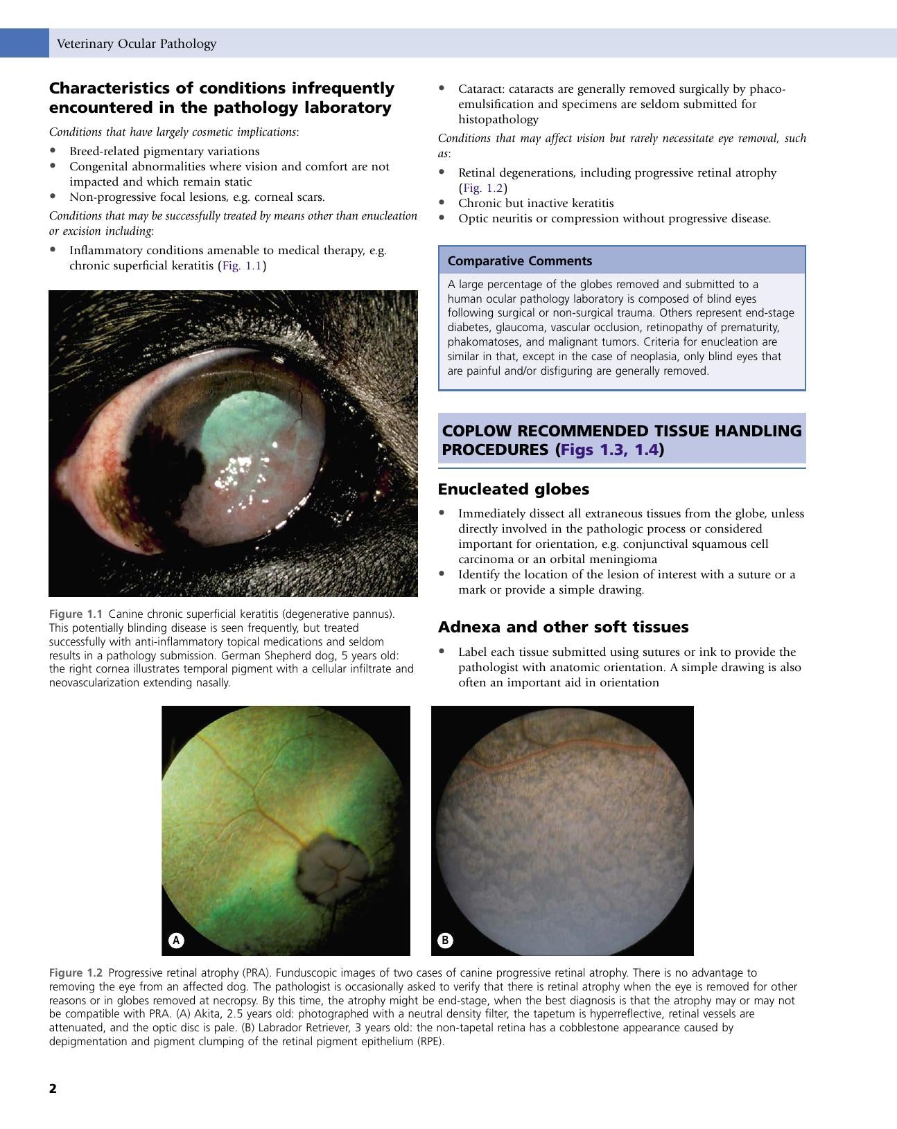 Veterinary Ocular Pathology A Comparative Review