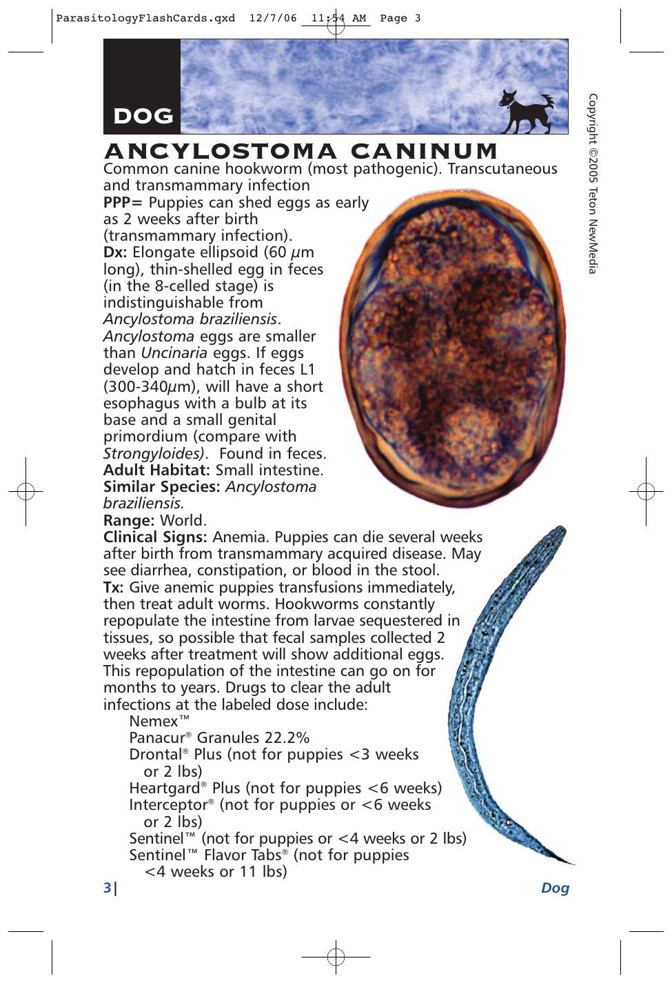 Parasitology Diagnosis And Treatment Of Common Parasitisms In Dogs And Cats
