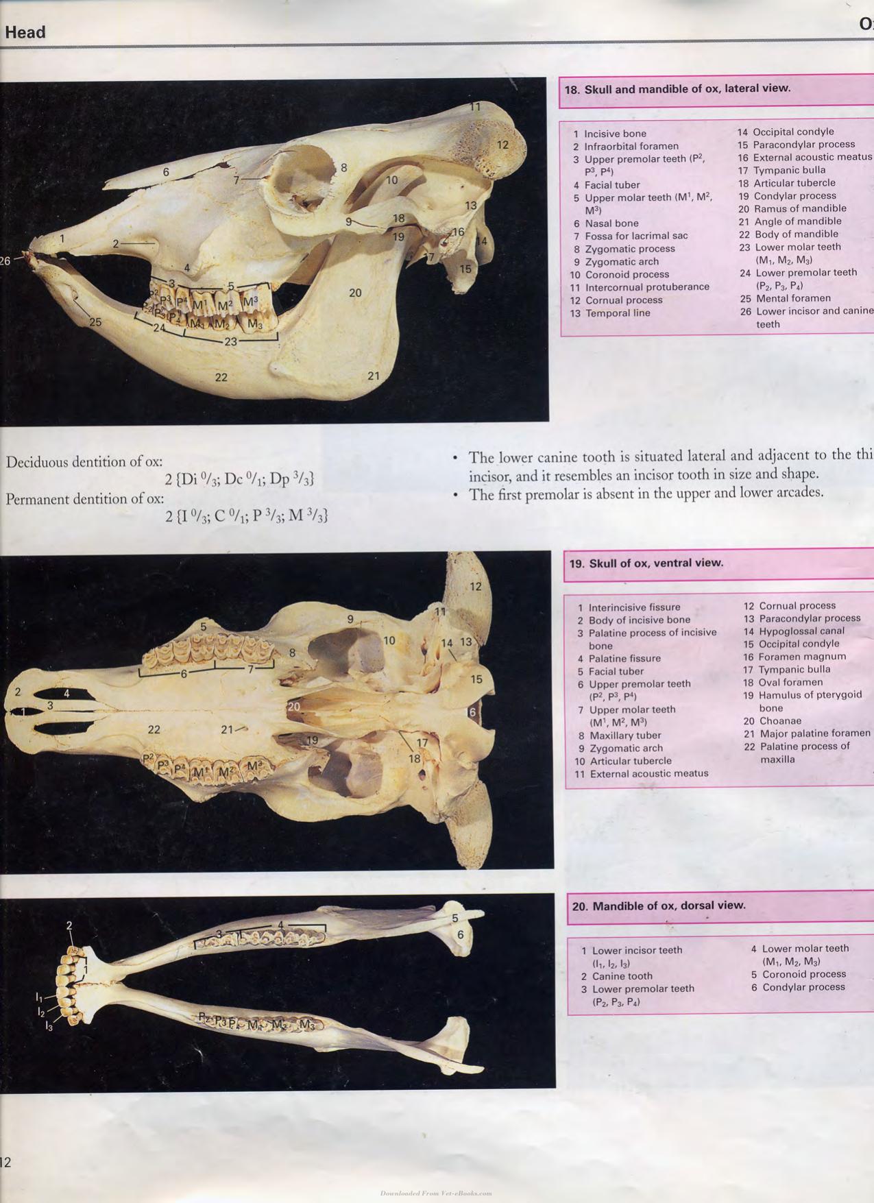 Color Atlas Of Large Animal Applied Anatomy 1St Edition