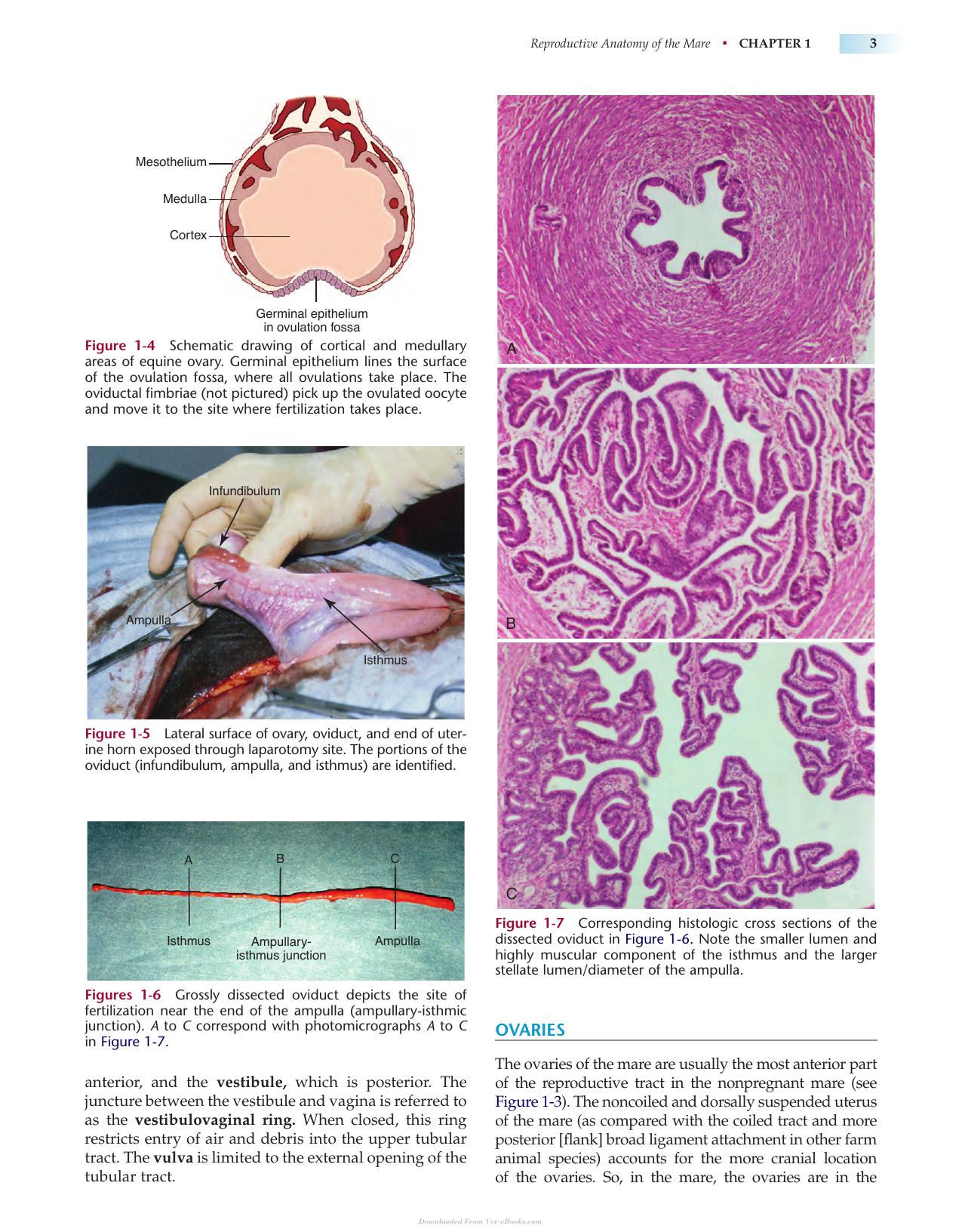 Manual Of Equine Reproduction 3Rd Edition
