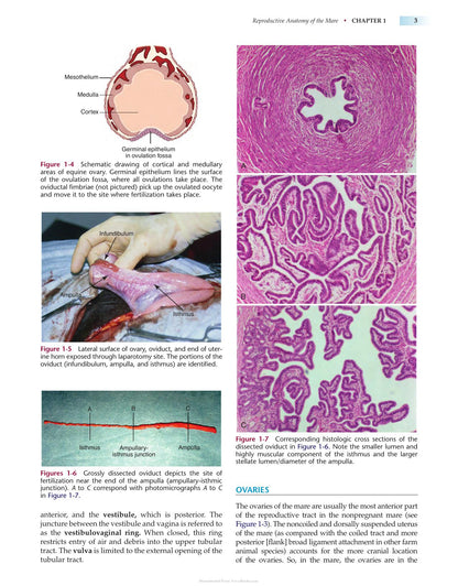 Manual of Equine Reproduction 3rd Edition
