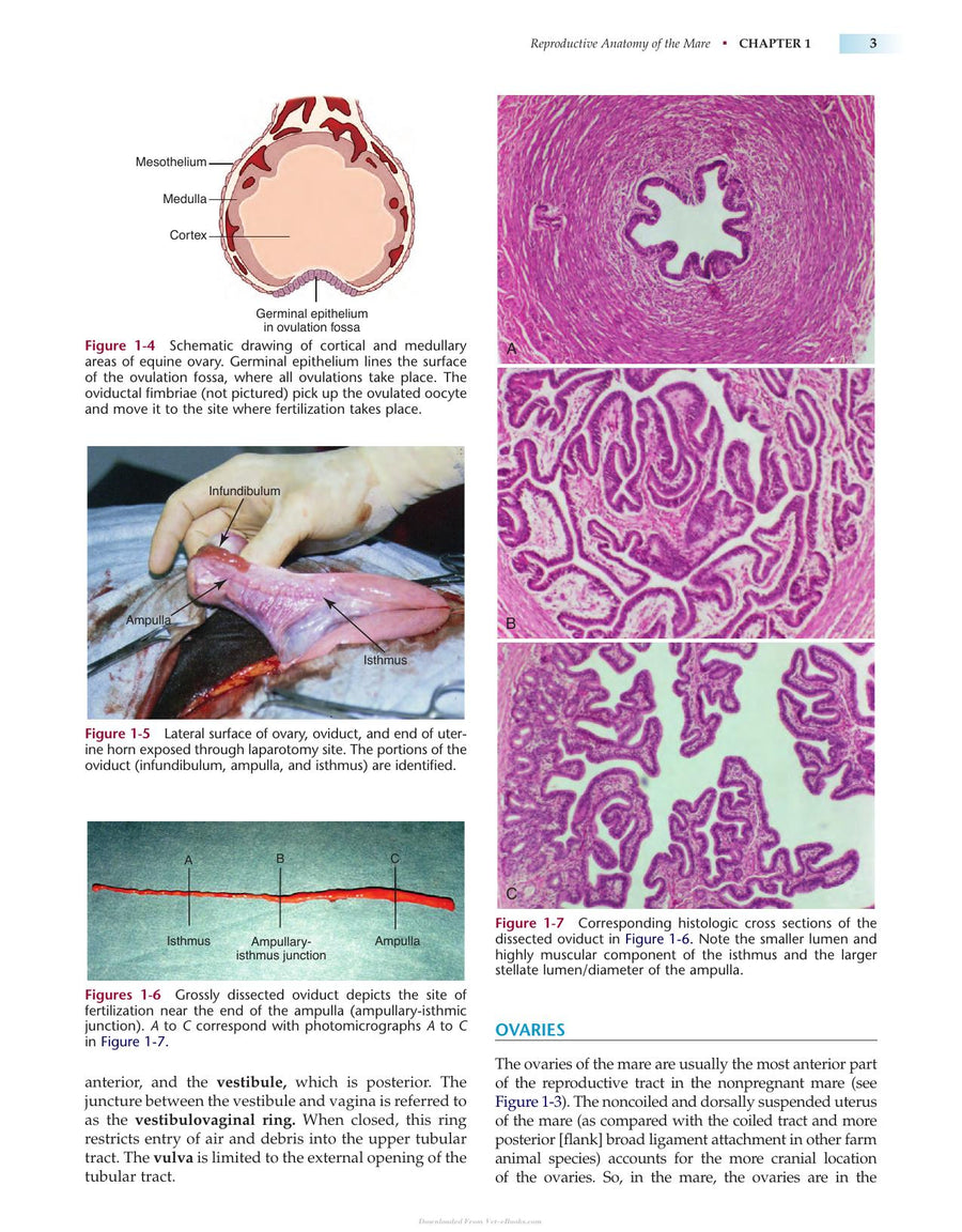 Preview page of Manual of Equine Reproduction 3rd Edition