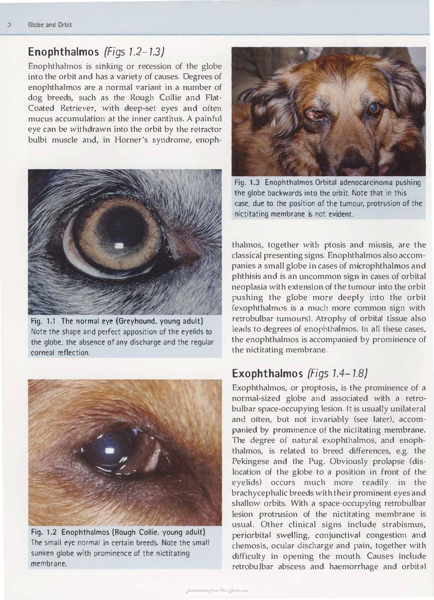 Diagnostic Atlas Of Veterinary Ophthalmology