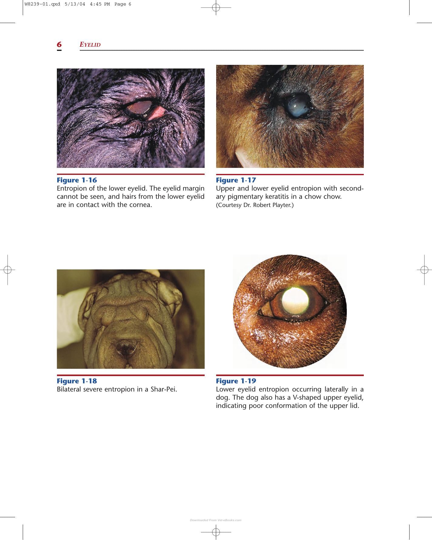 Color Atlas Of Canine And Feline Ophthalmology