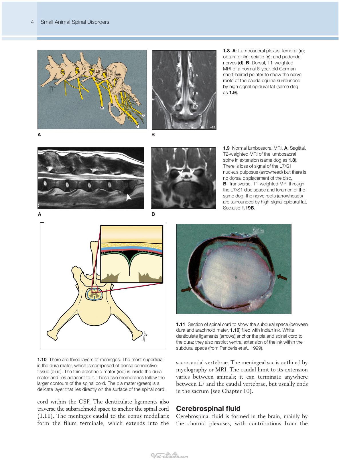 Small Animal Spinal Disorders Diagnosis And Surgery 2Nd Edition