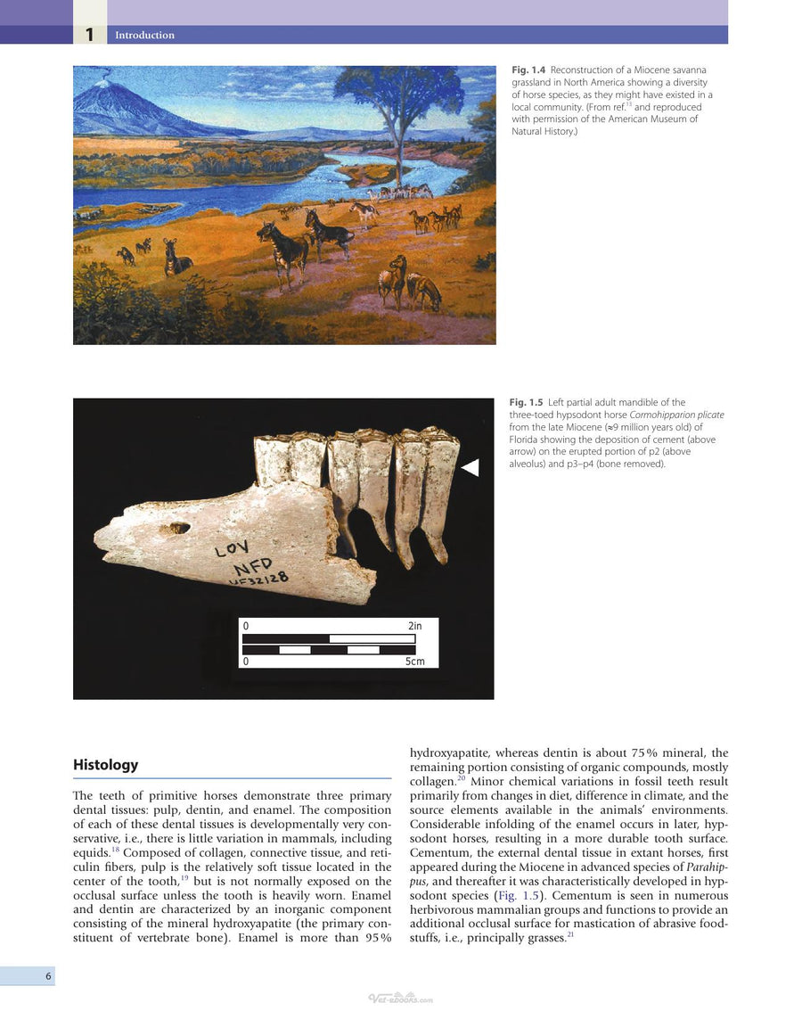 Preview page of Equine Dentistry 3rd Edition
