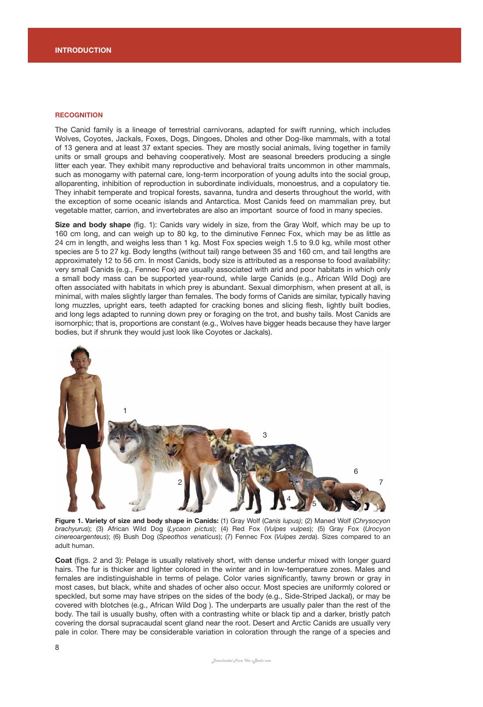 Canids Of The World Wolves Wild Dogs Foxes Jackals Coyotes And Their Relatives