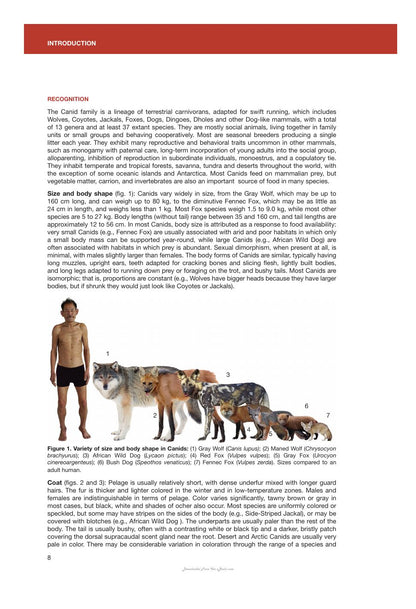 Canids of the World Wolves Wild Dogs Foxes Jackals Coyotes and Their Relatives