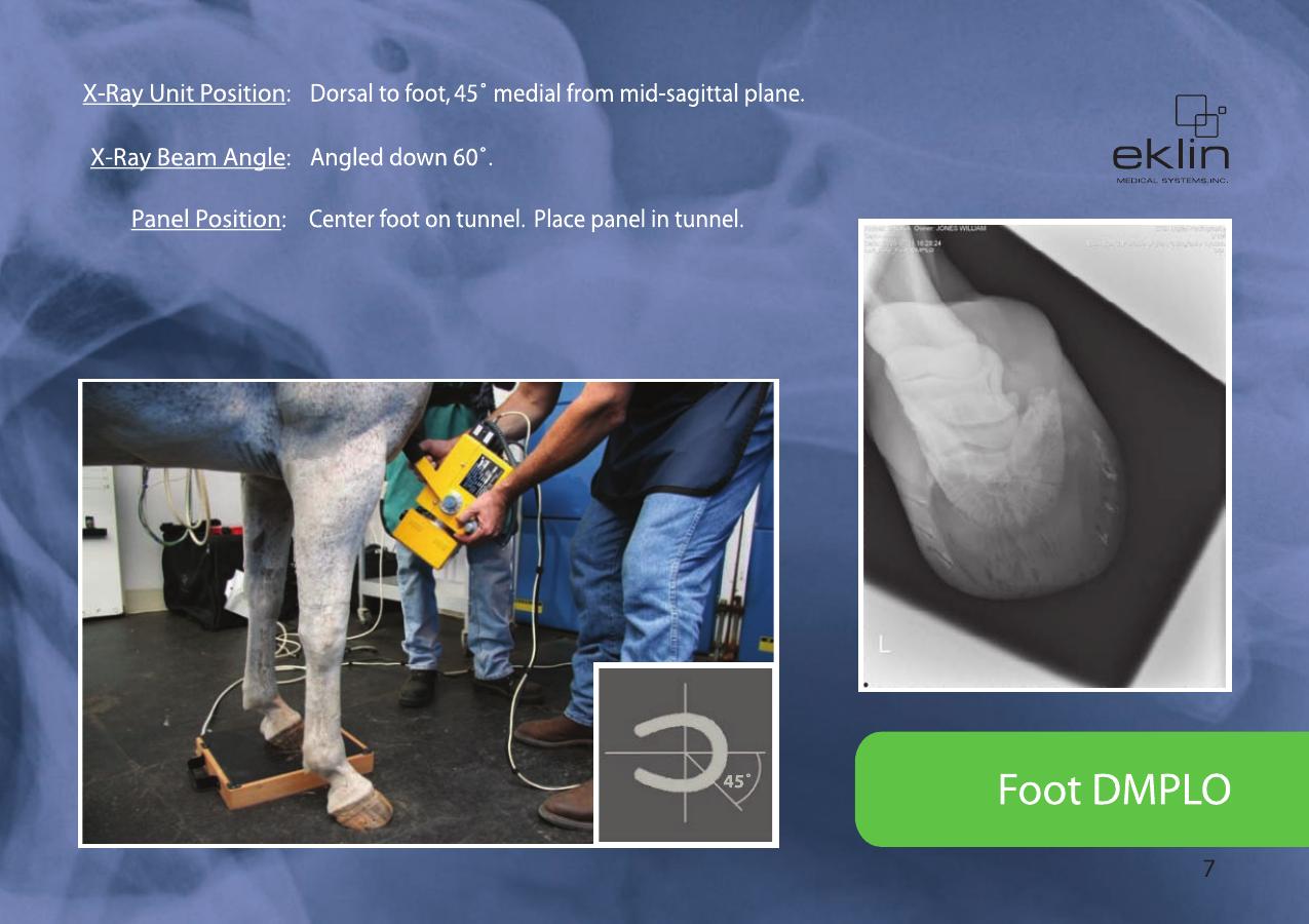 Equine Radiographic Positioning Guide