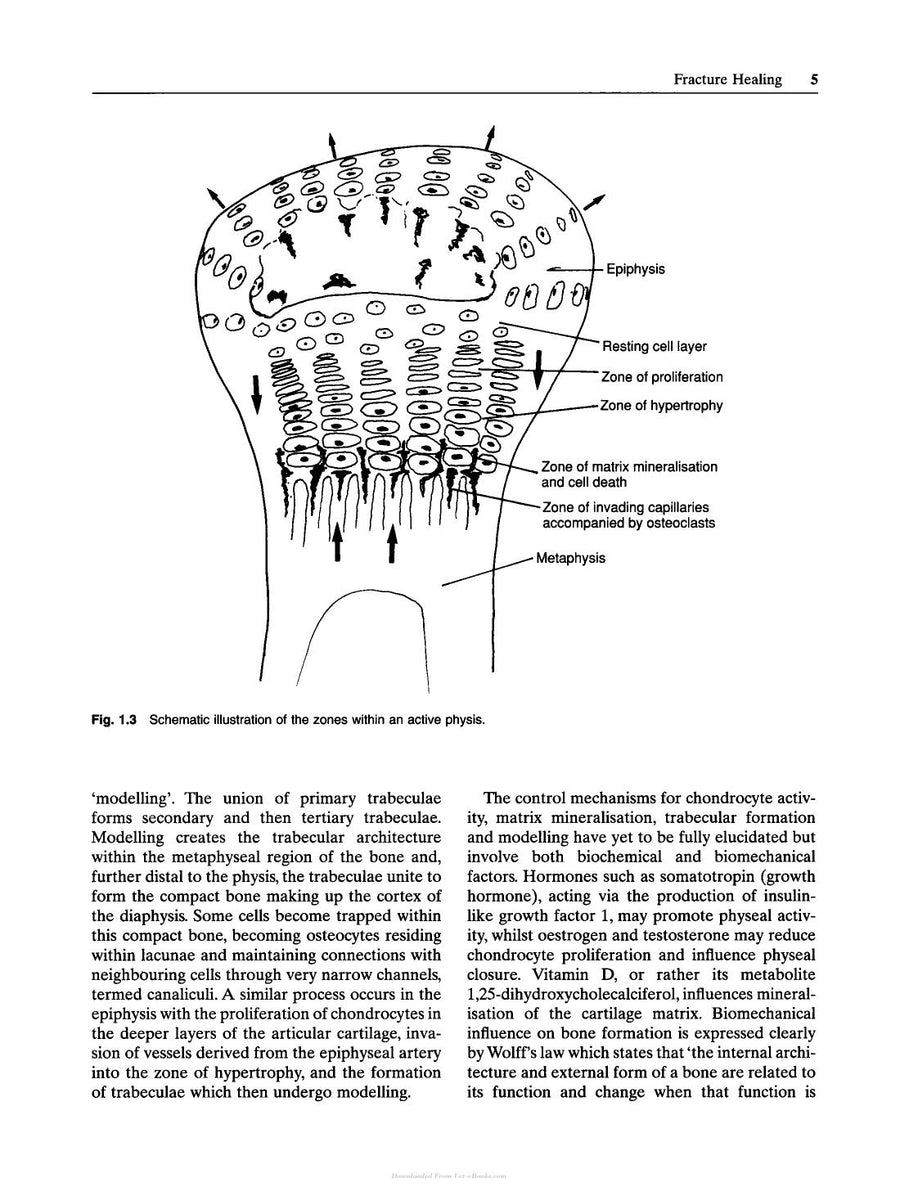 Preview page of A Guide to Canine and Feline Orthopaedic Surgery 4th Edition