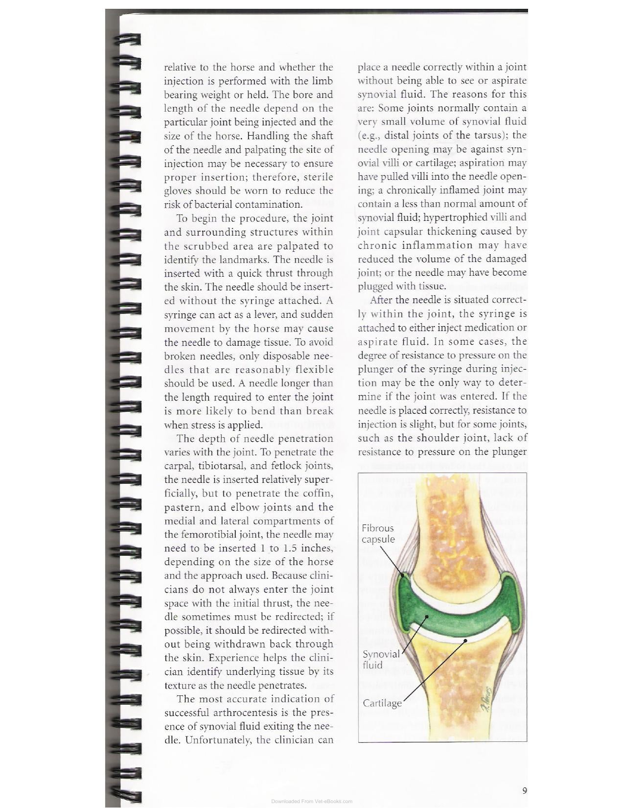 A Guide To Equine Joint Injection And Regional Anesthesia